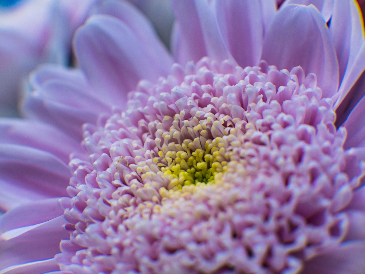 purple flower bloom free photo