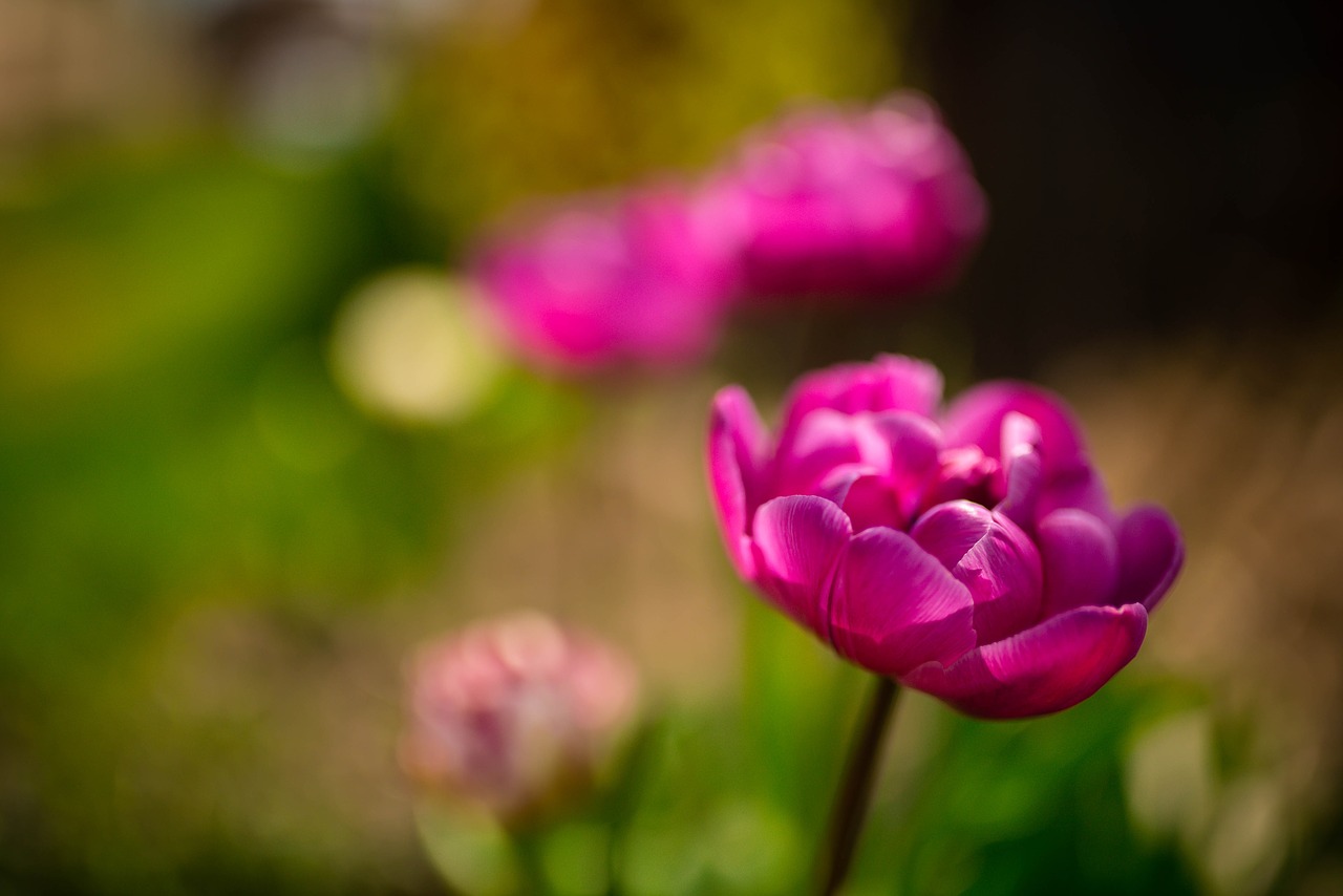 purple flower bloom free photo