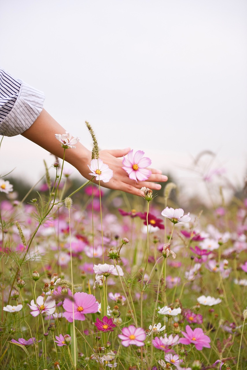 purple flower bloom free photo