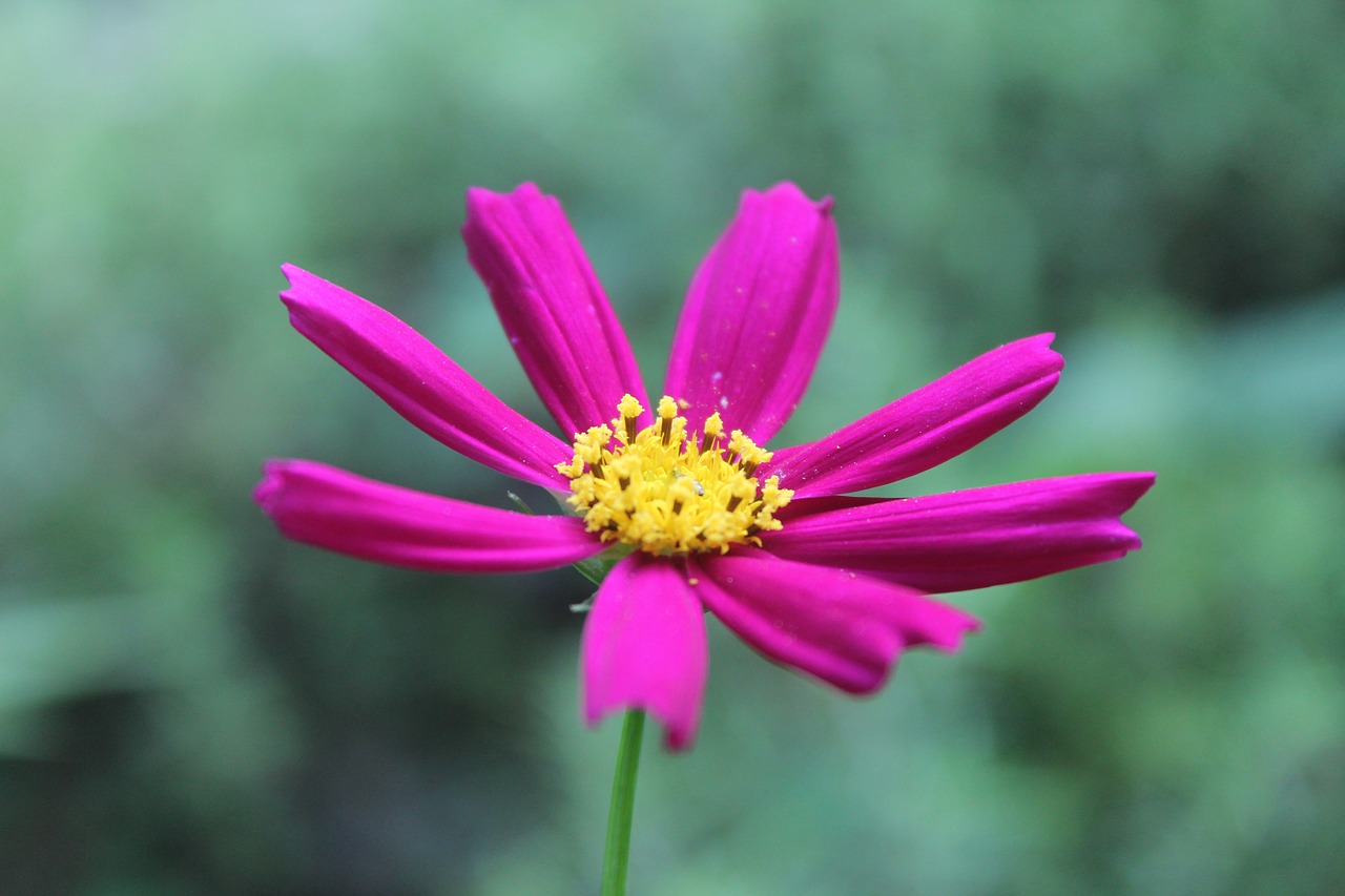 purple flower nature free photo