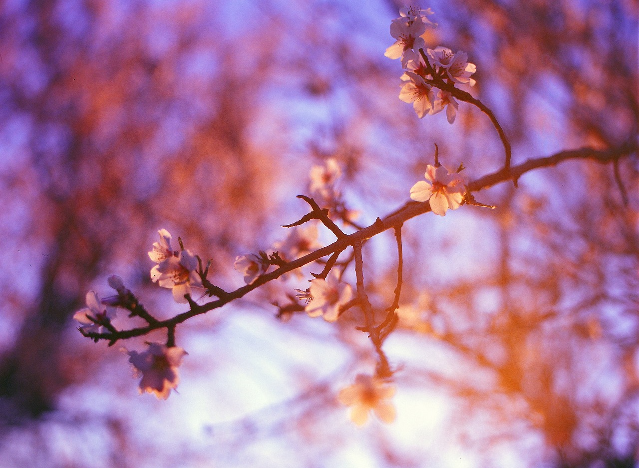 purple sunshine trees free photo