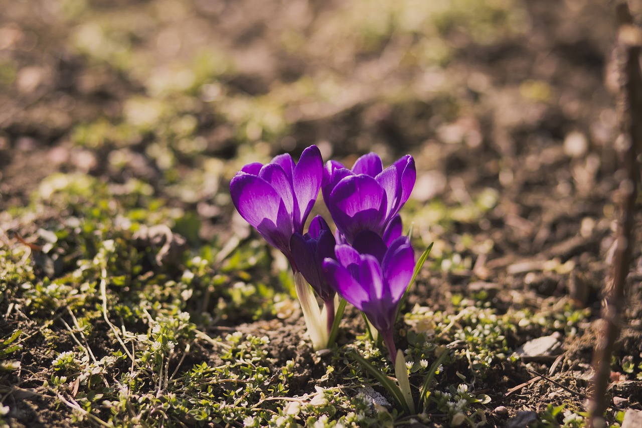 purple flowers garden free photo