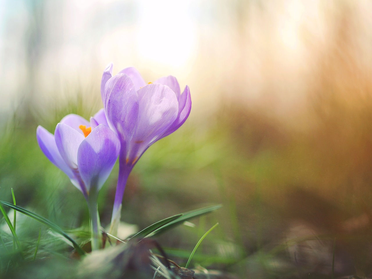 purple flowers garden free photo