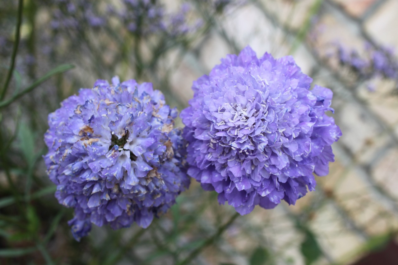 purple flower close-up free photo