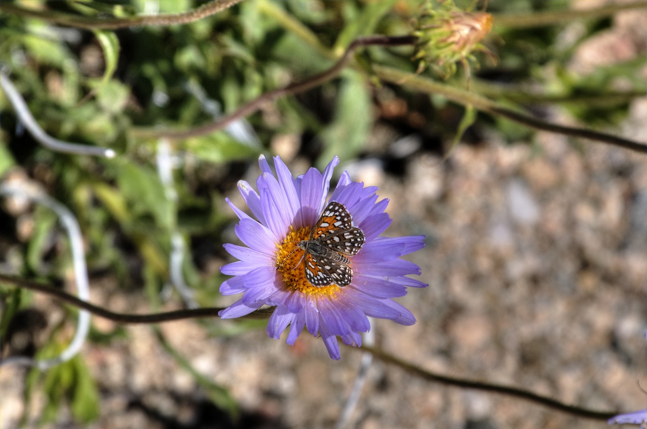 purple flower butterfly free photo