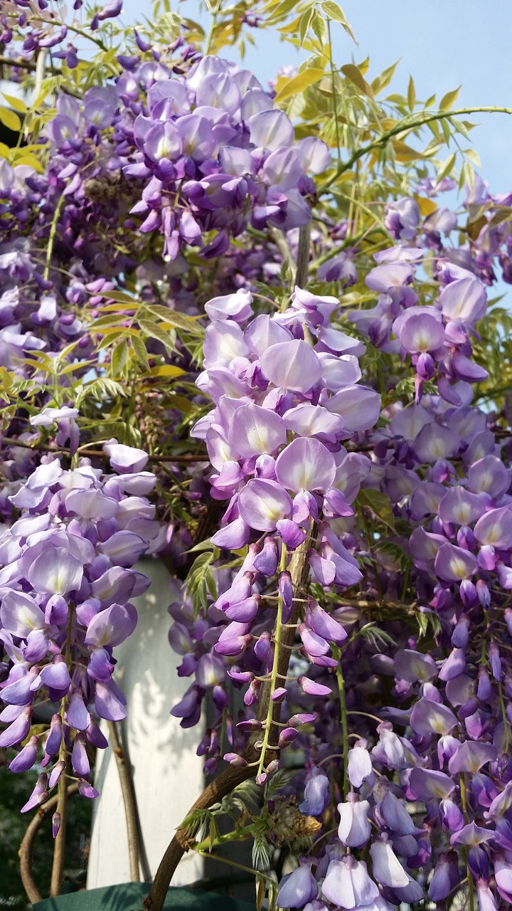 purple flora flower free photo