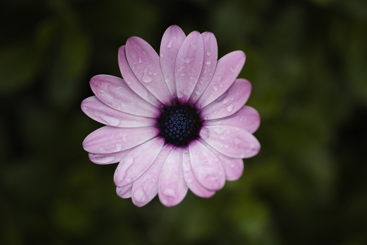 purple flower summer free photo