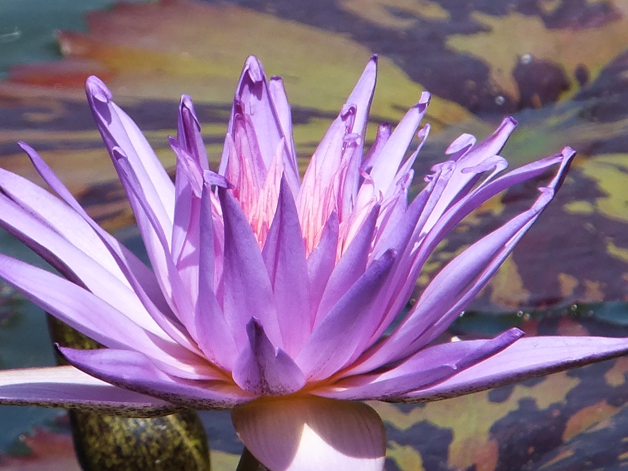 purple flower blooming free photo