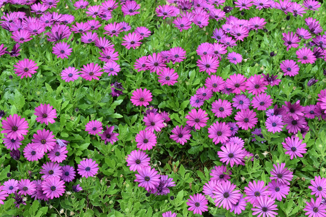 purple flowers garden free photo