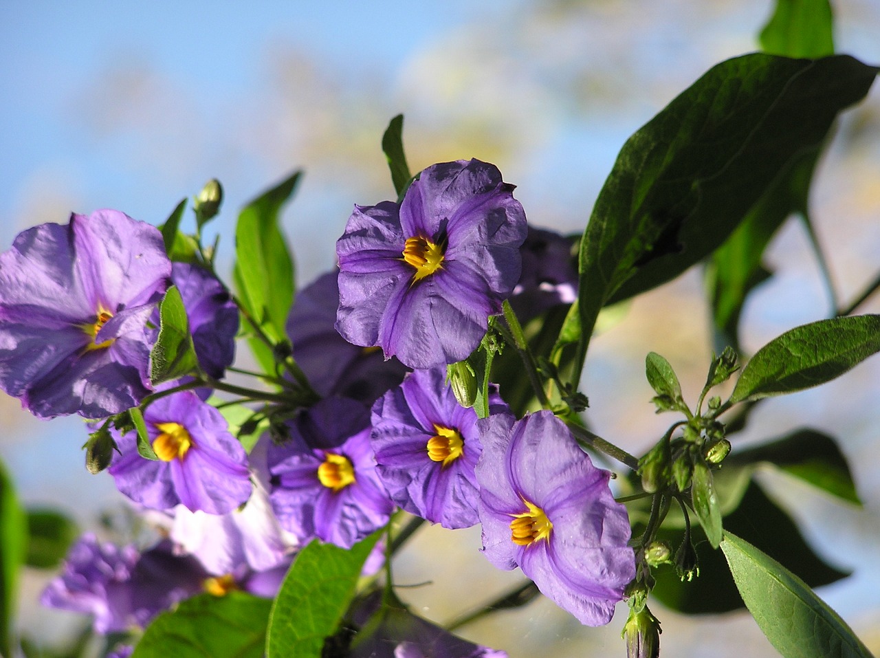 purple shrub flowers free photo