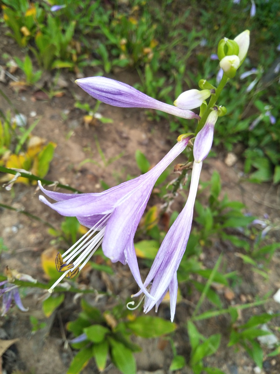 purple flower life free photo