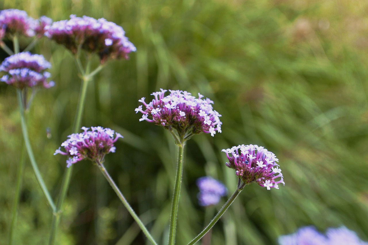 purple flower nature free photo