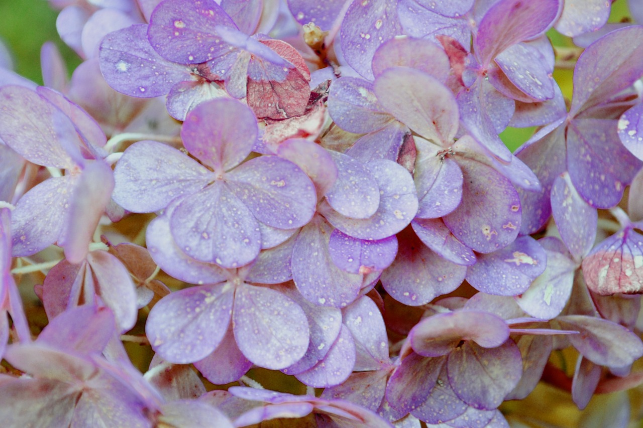 purple flower purple flower free photo