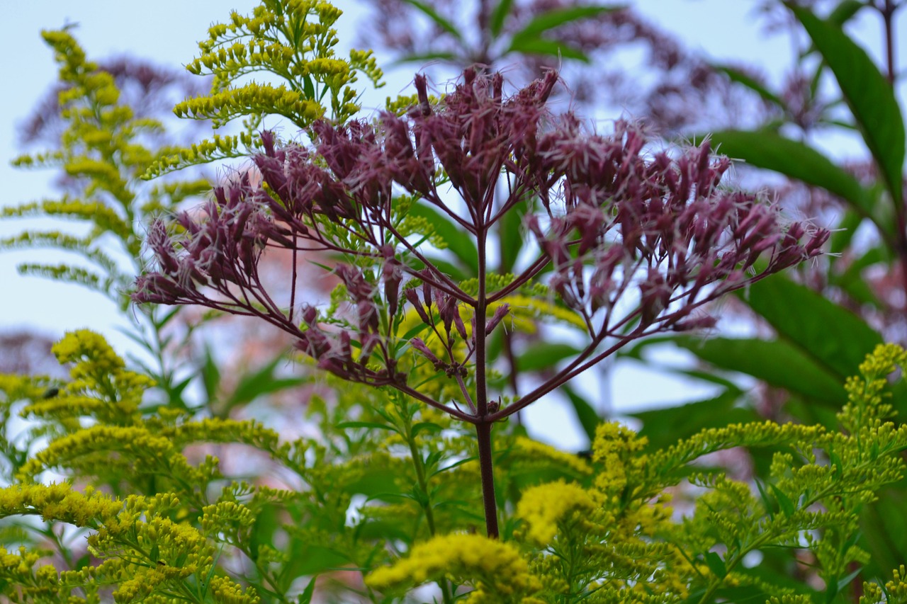 purple green nature free photo