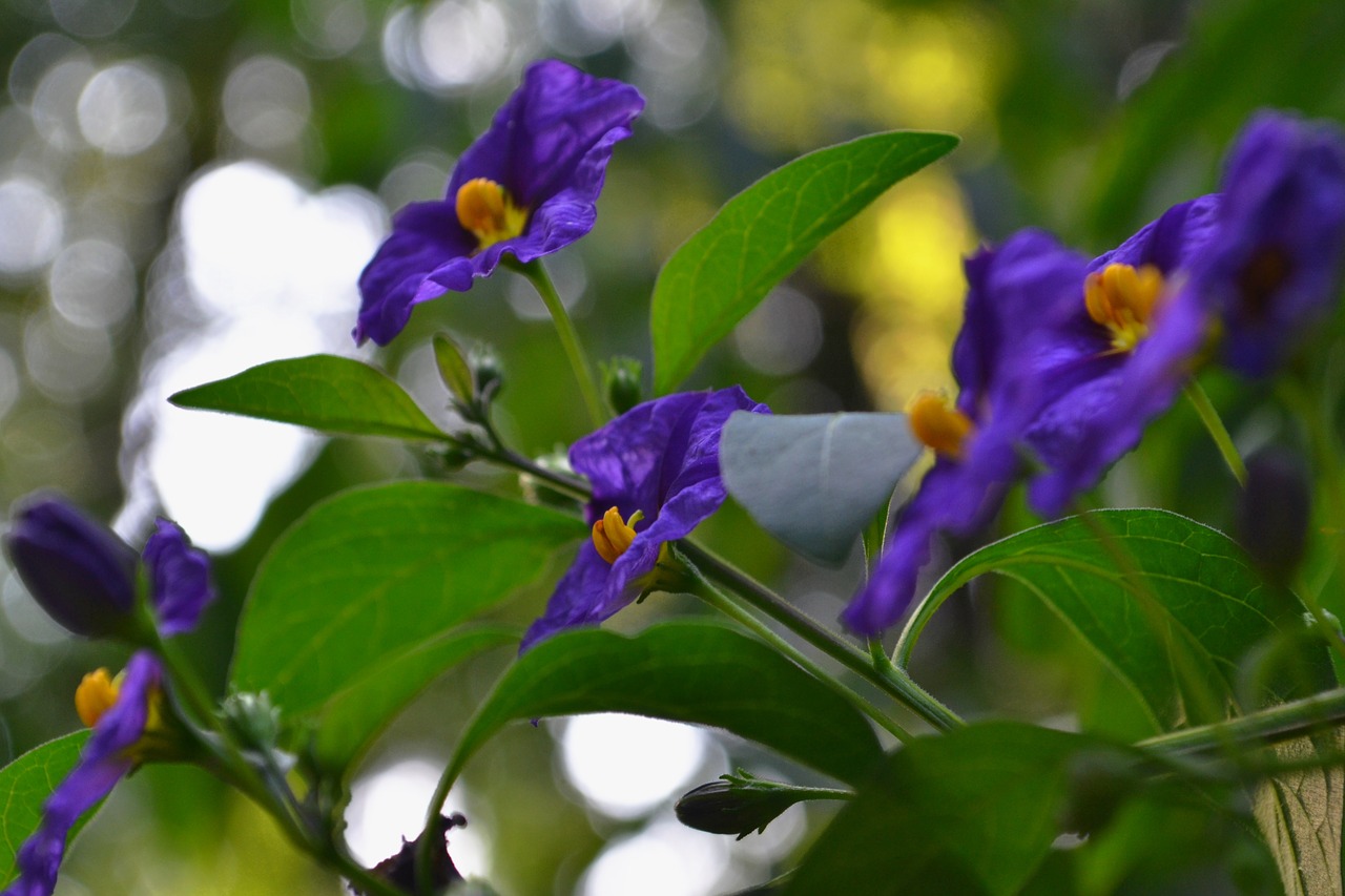 purple blossom bloom free photo