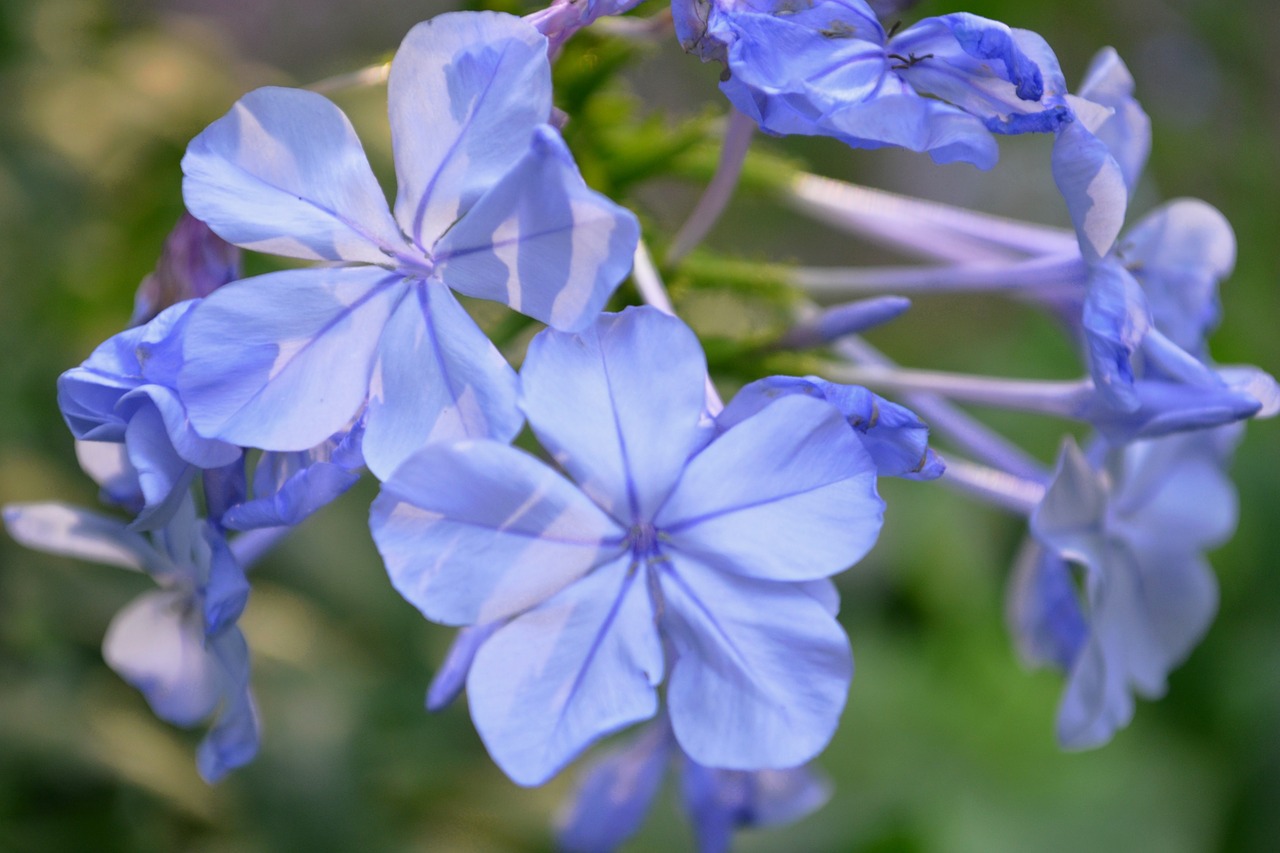 purple blossom bloom free photo