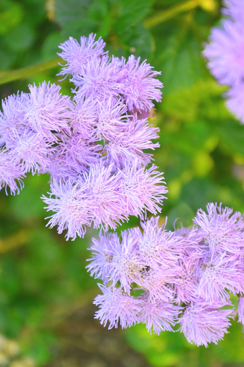 purple blossom bloom free photo