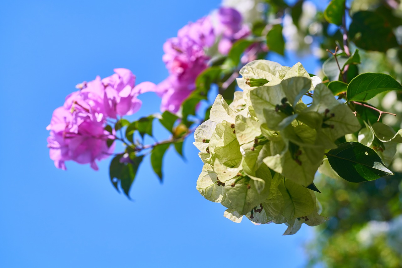 purple pink flower free photo