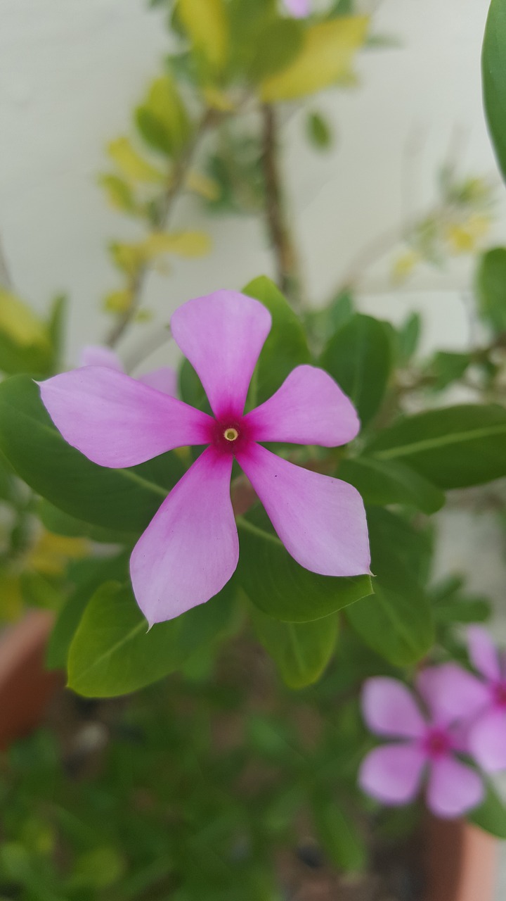 purple flower nature free photo