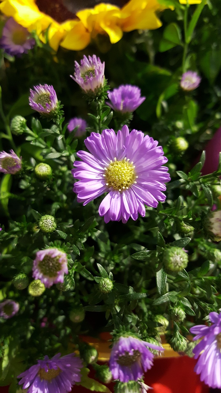 purple flower nature free photo