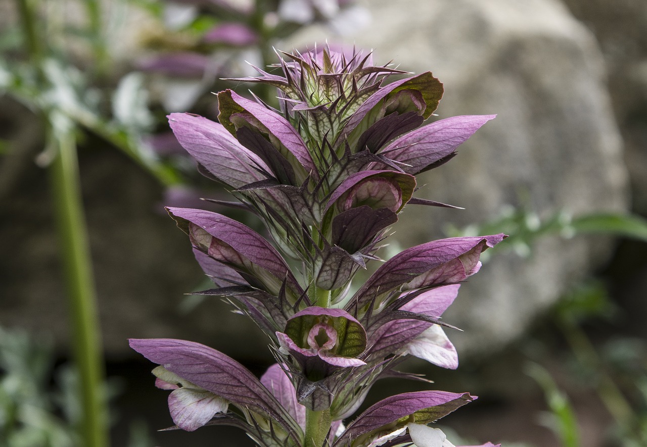 purple plant flower free photo