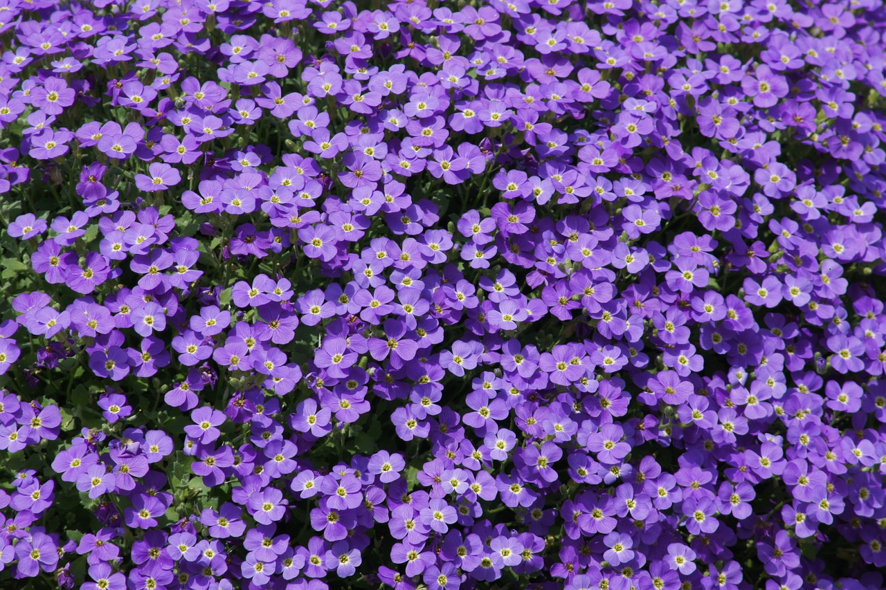 purple flowers small flower free photo