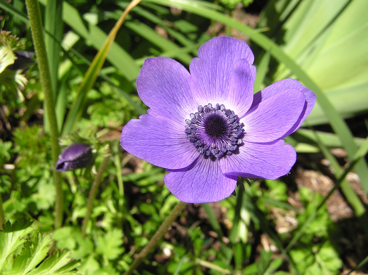 purple anemone flower free photo