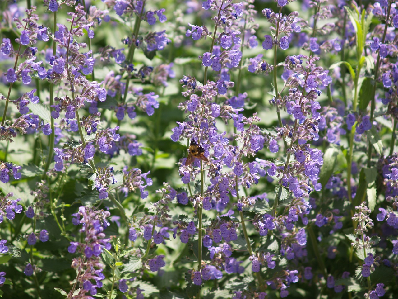 purple flower perennial free photo