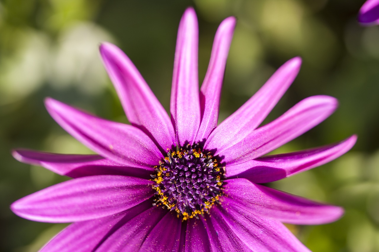 purple flower macro free photo