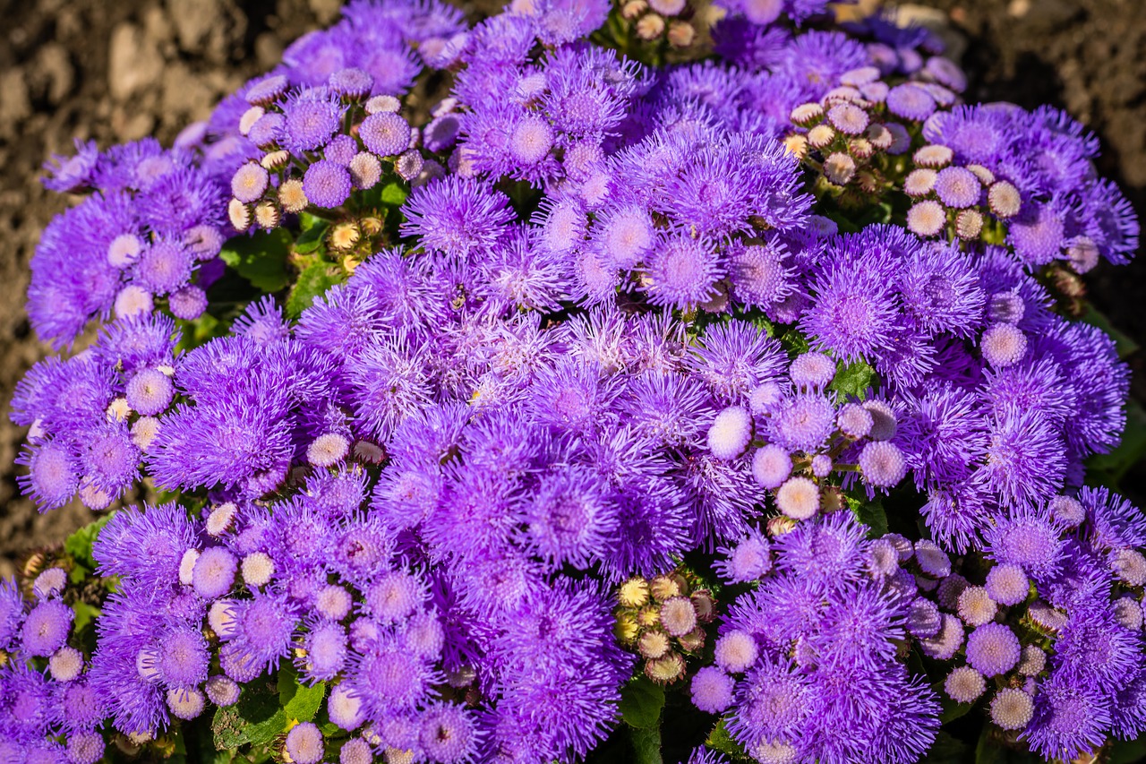 purple flowers blossom free photo