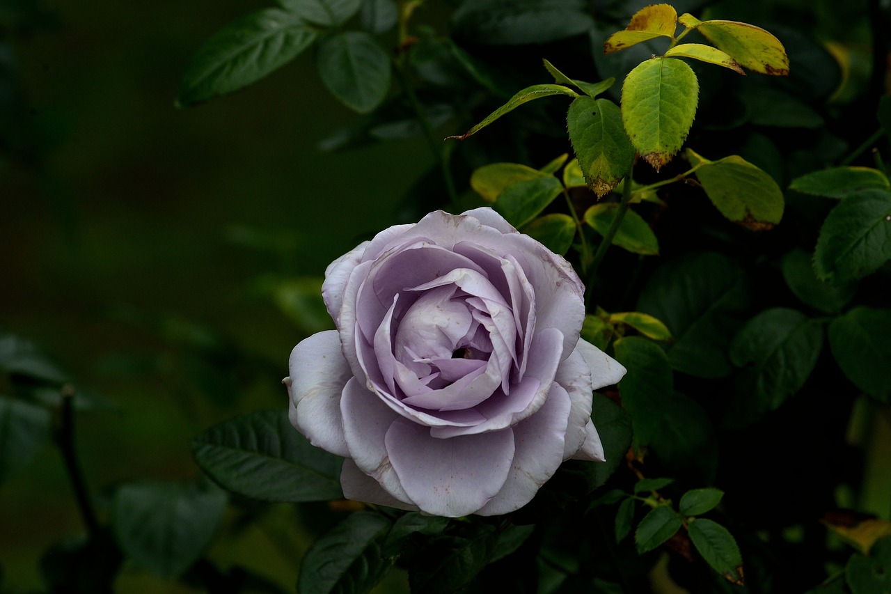 purple rose flower free photo