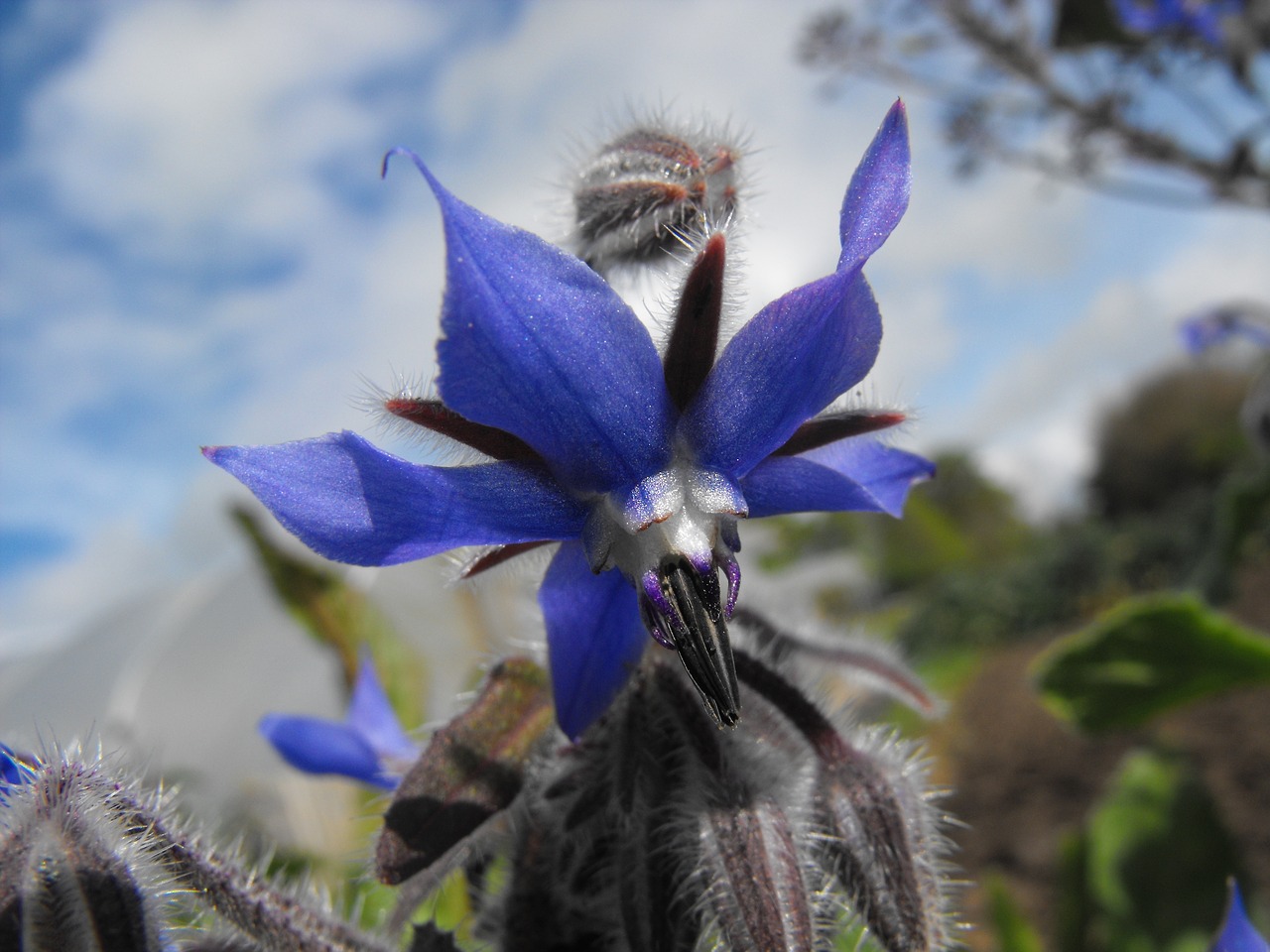 purple ireland summer free photo