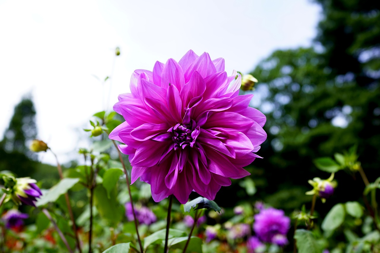 purple flowers autumn free photo