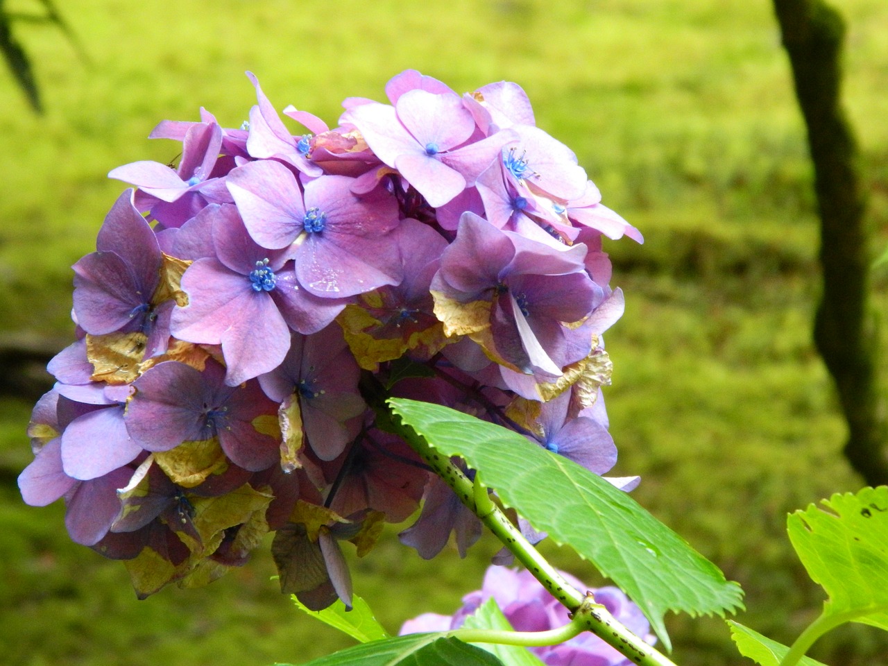 purple flower beautiful free photo