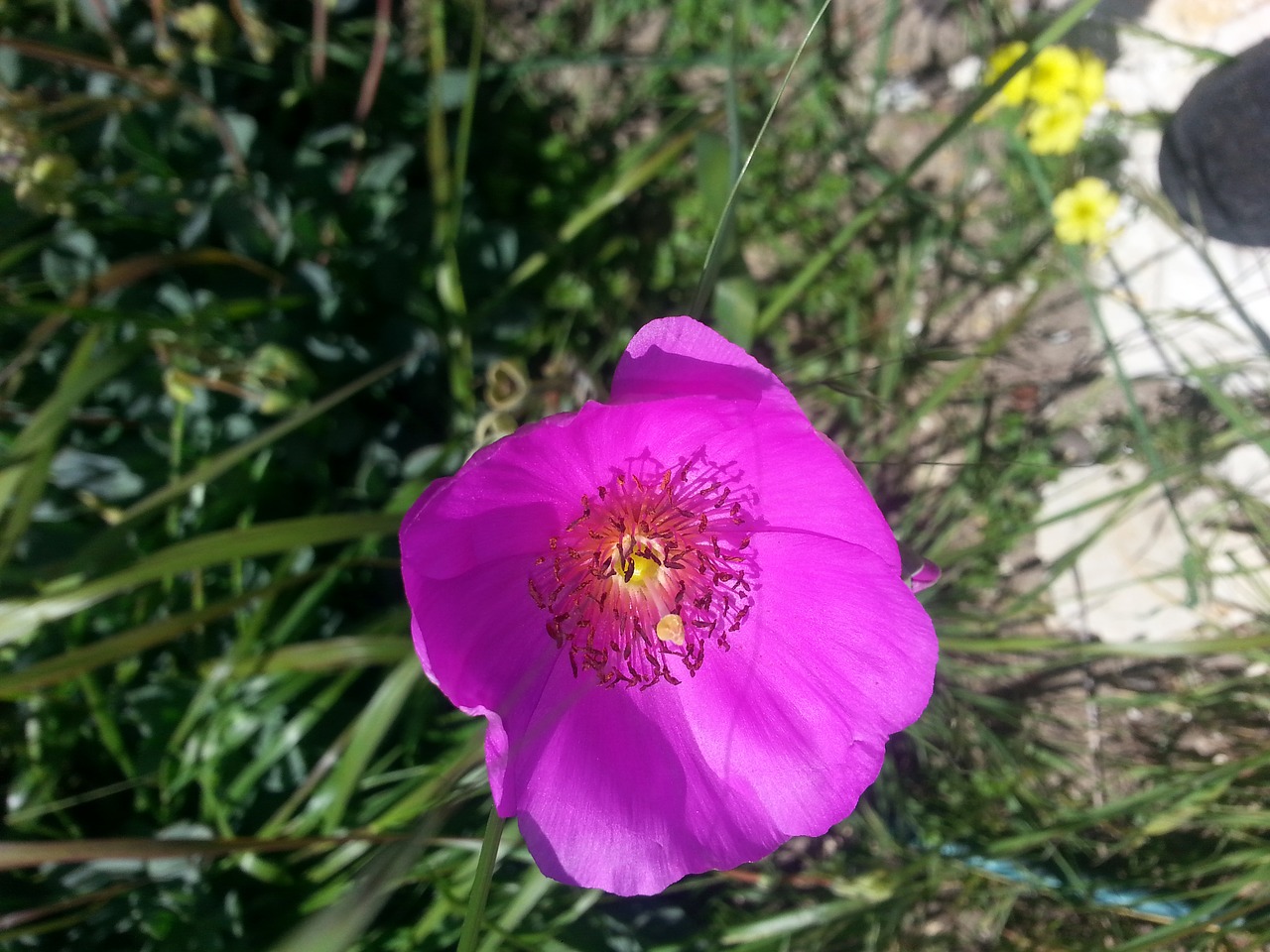 purple poppy picture free photo