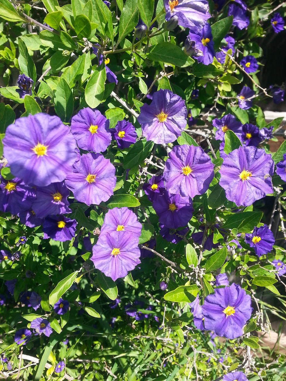 purple flower purple flowers free photo