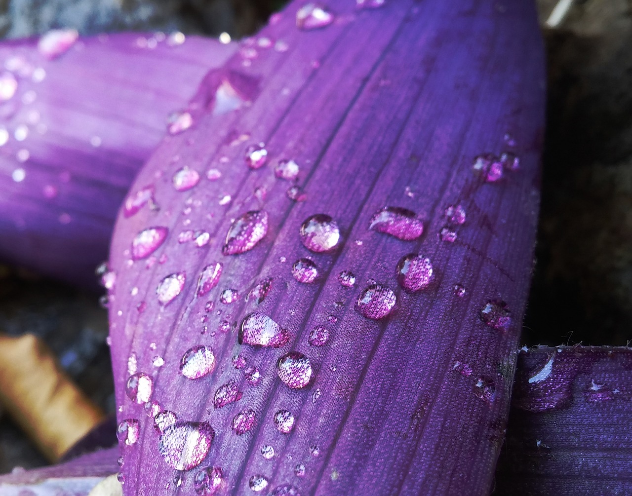 purple water drops free photo