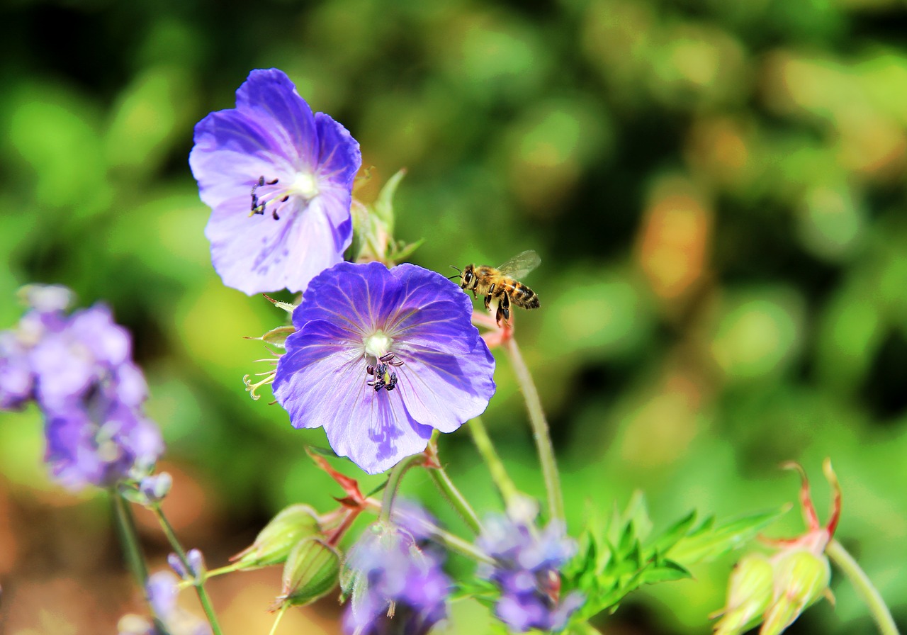 purple bee garden free photo