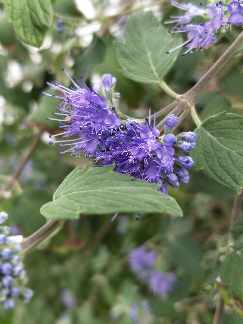 purple flower have free photo