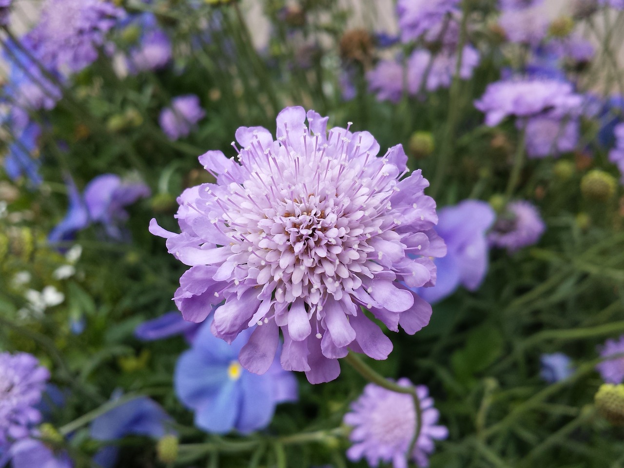 purple flower bloom free photo