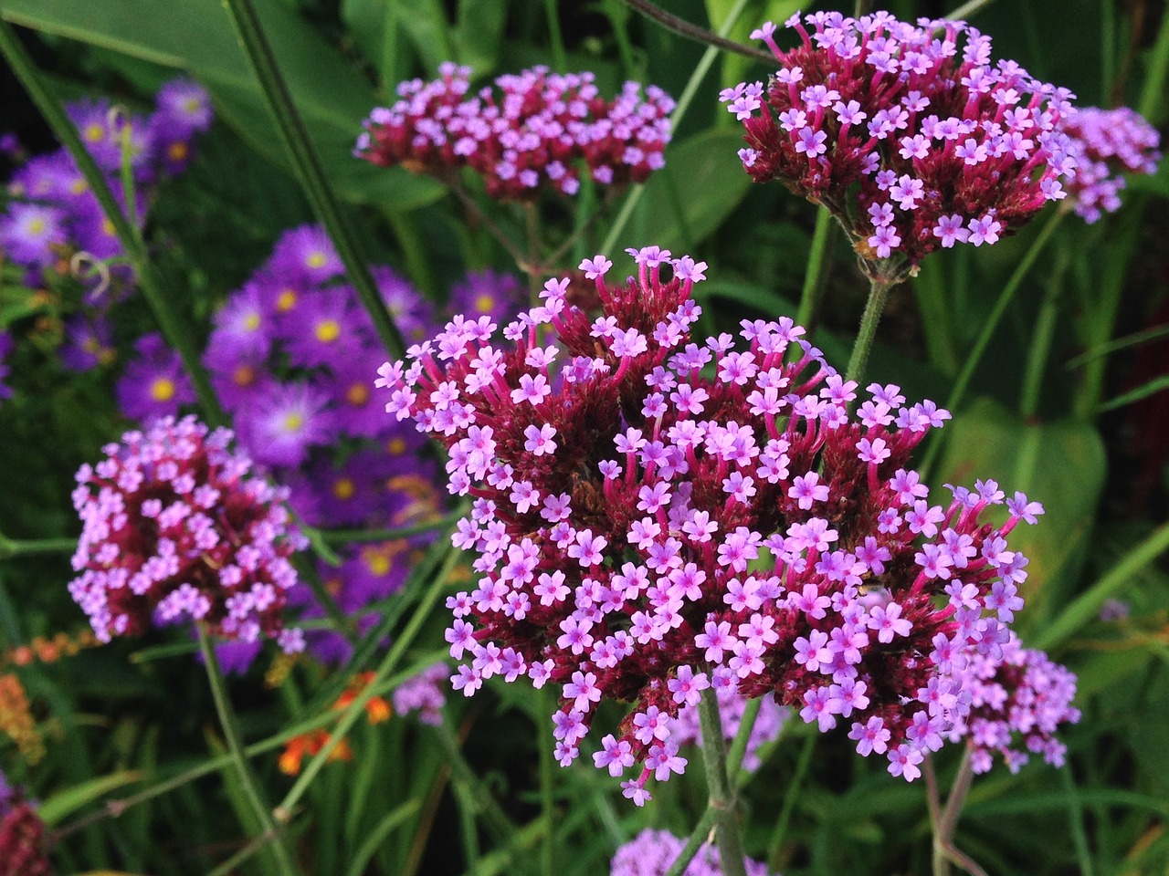 purple flowers tiny free photo