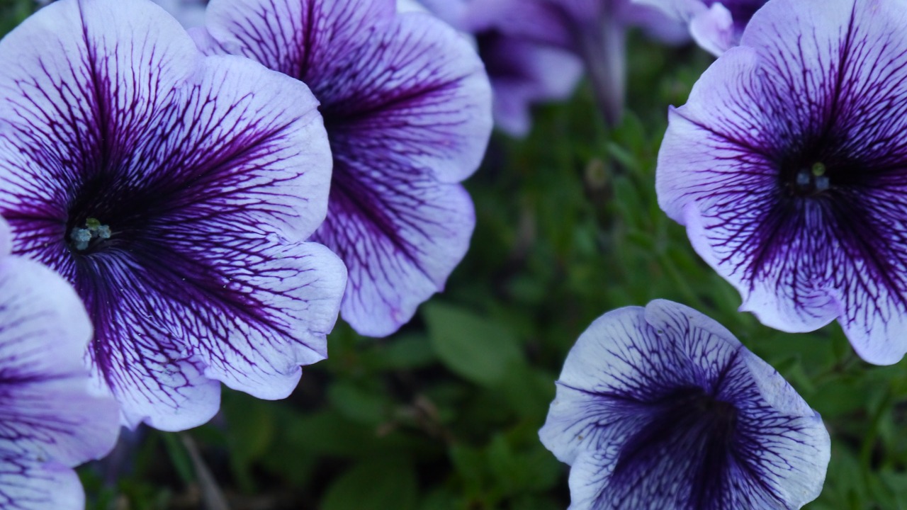 purple flower close free photo