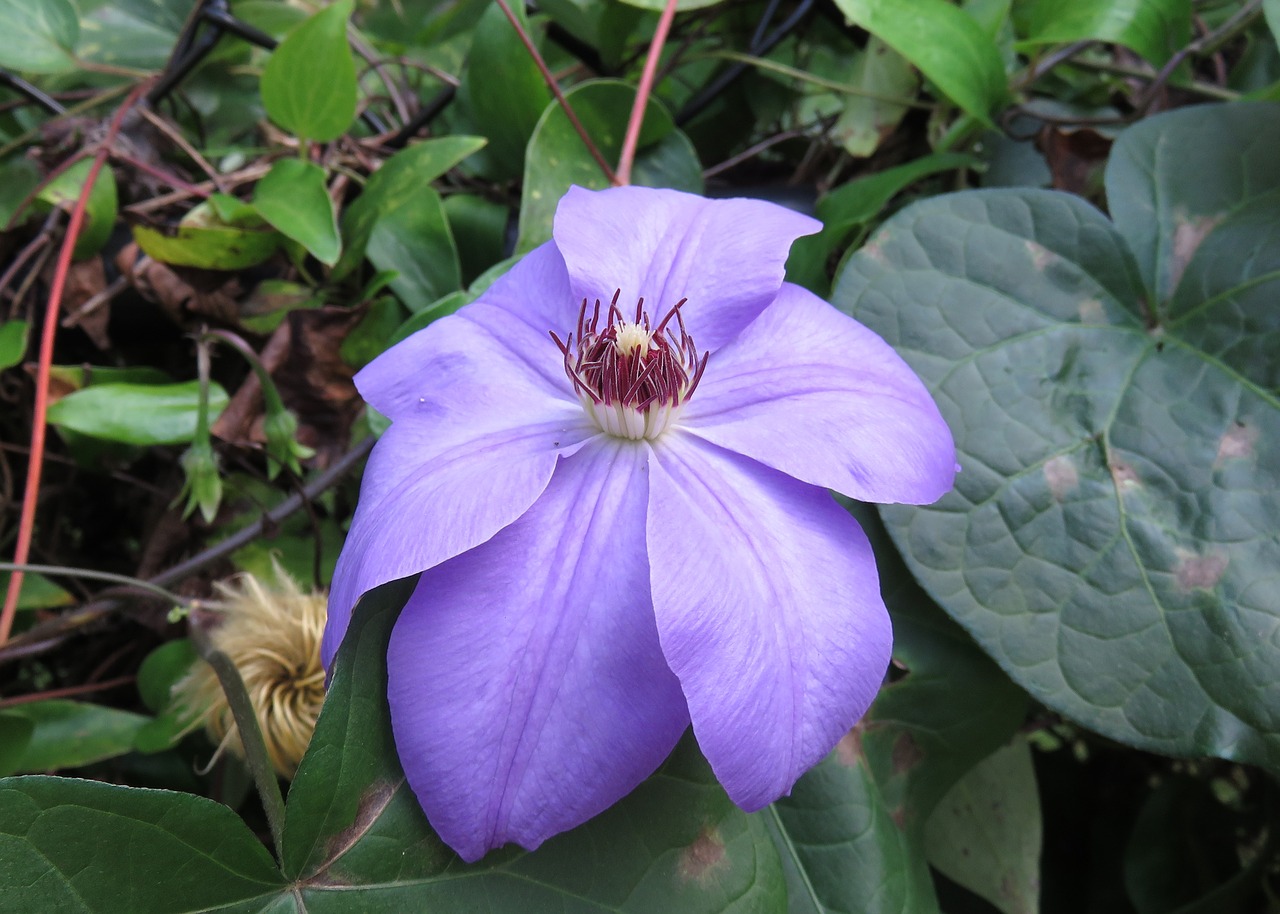 purple flower garden free photo