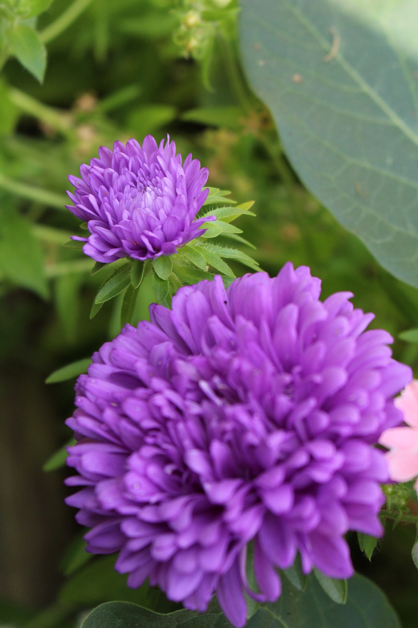 purple flower garden free photo