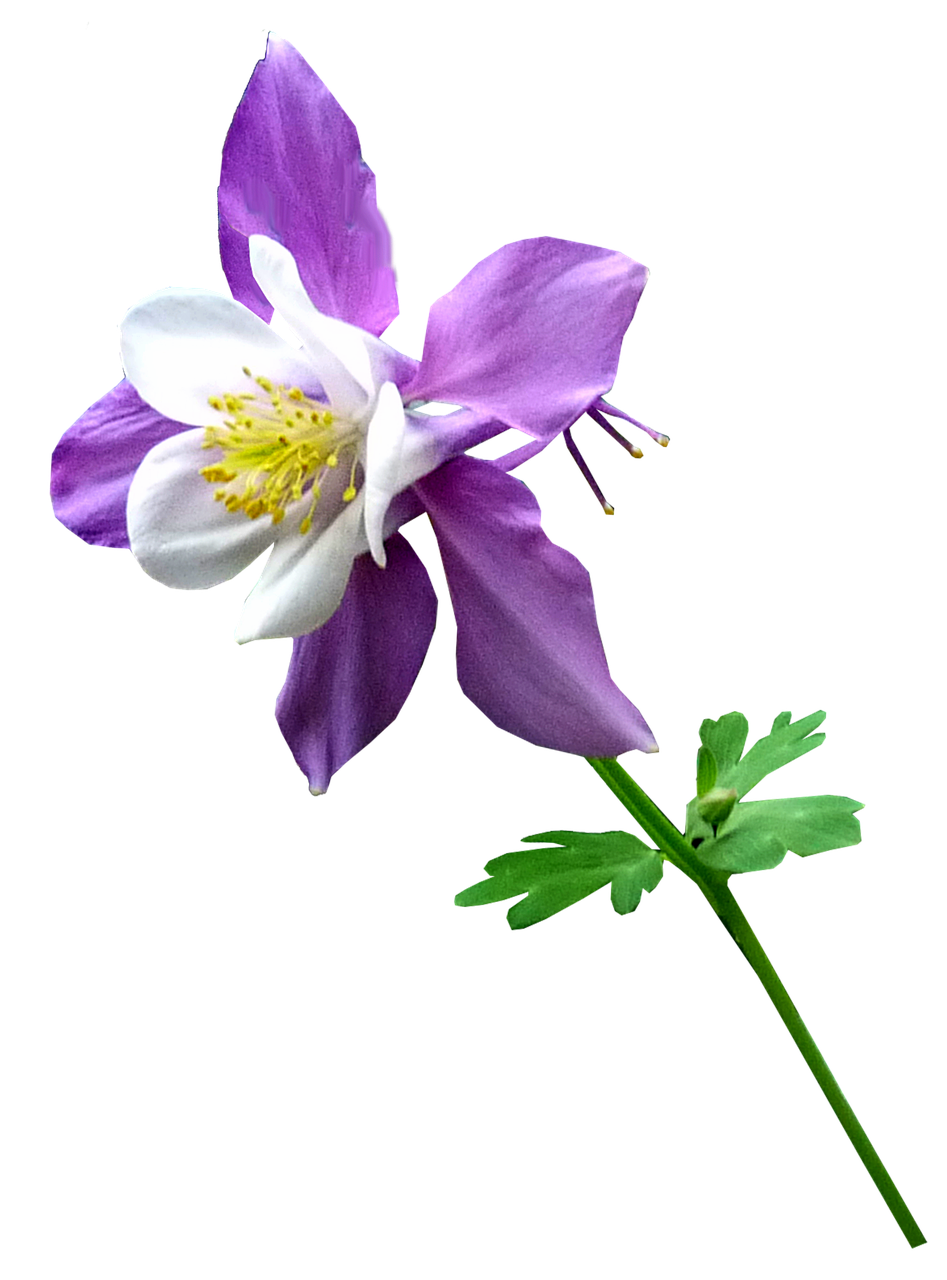 purple flower stem free photo