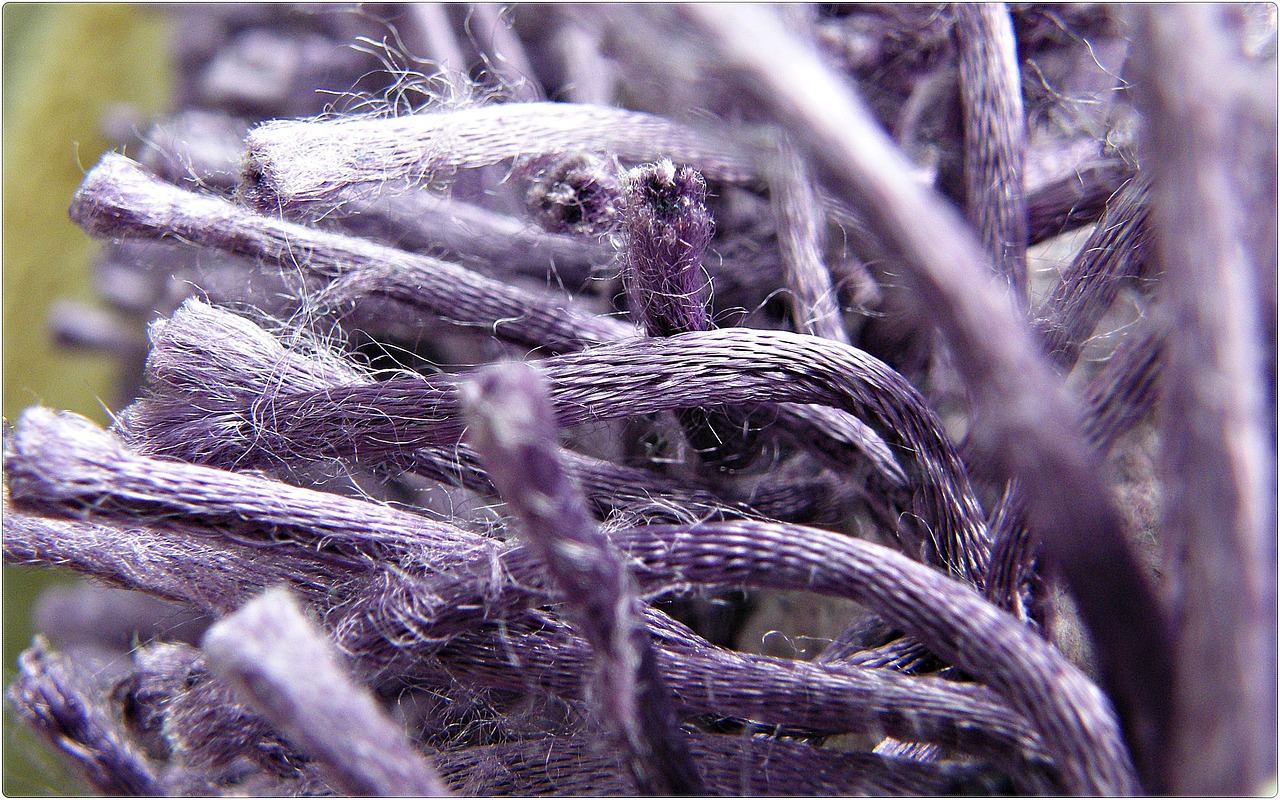 purple macro carpet free photo