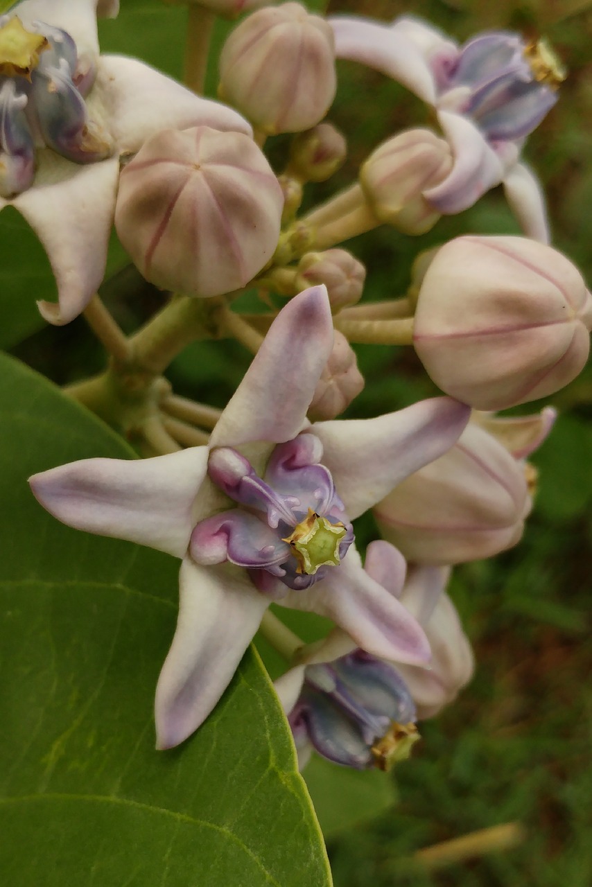 purple pistil star free photo