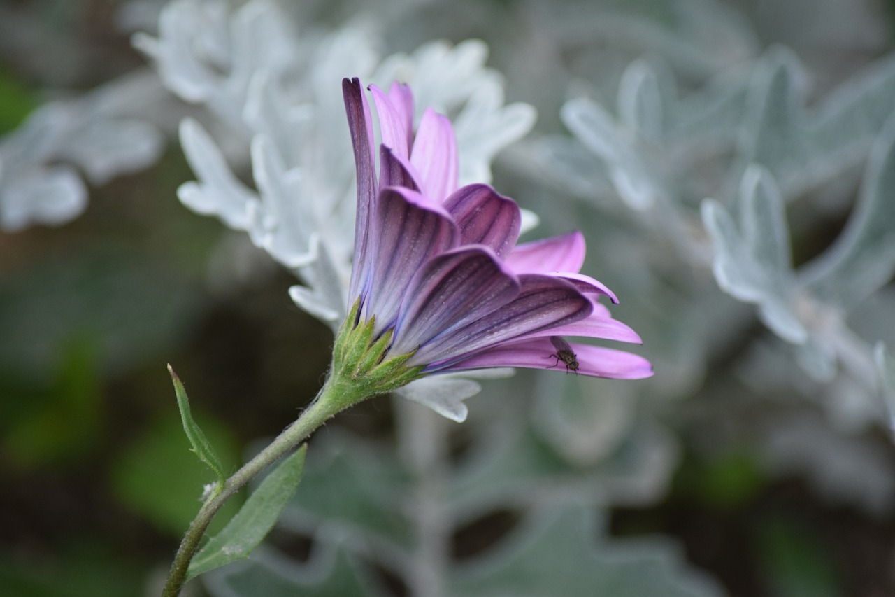 purple flower spring free photo