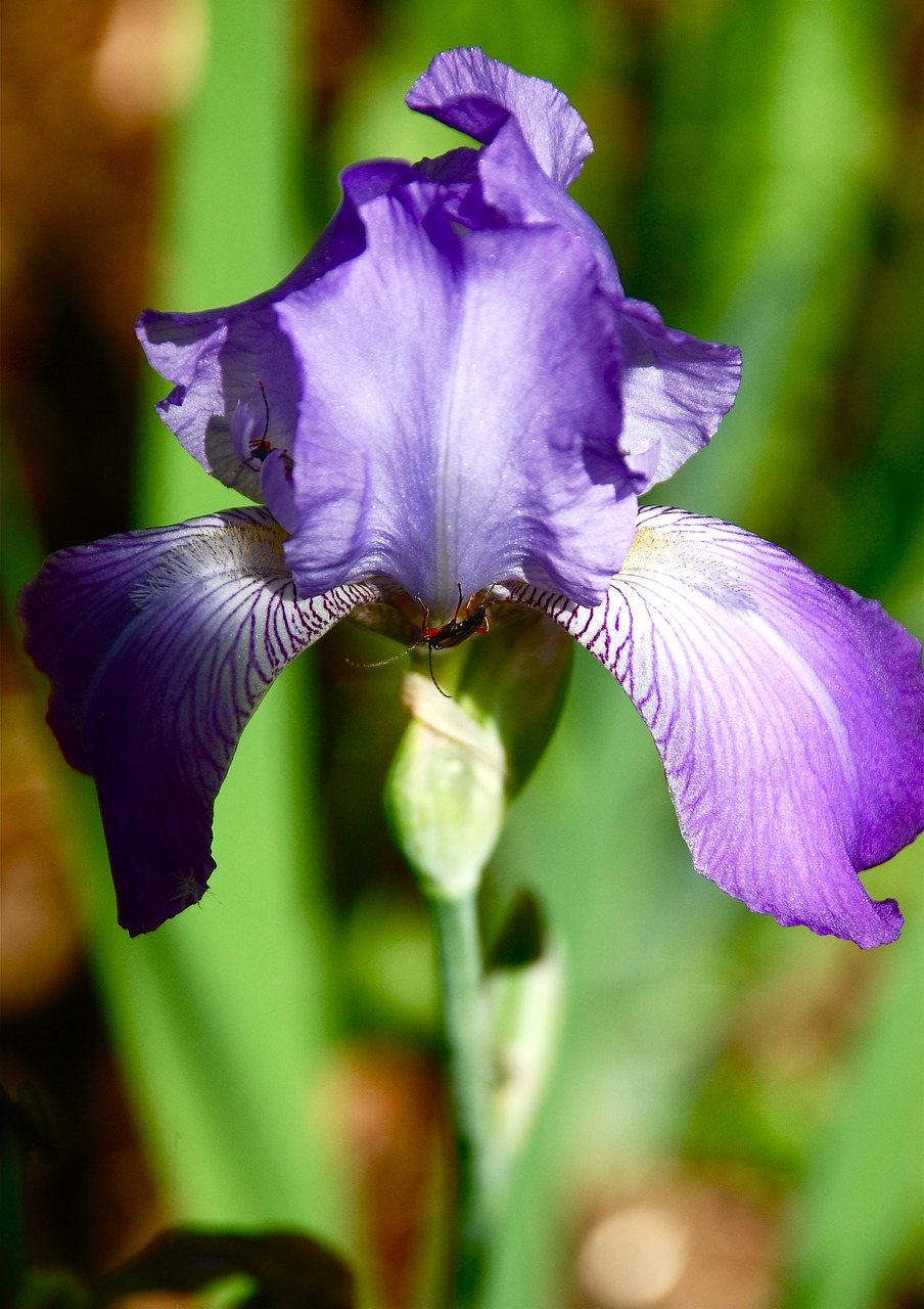 purple iris flower free photo