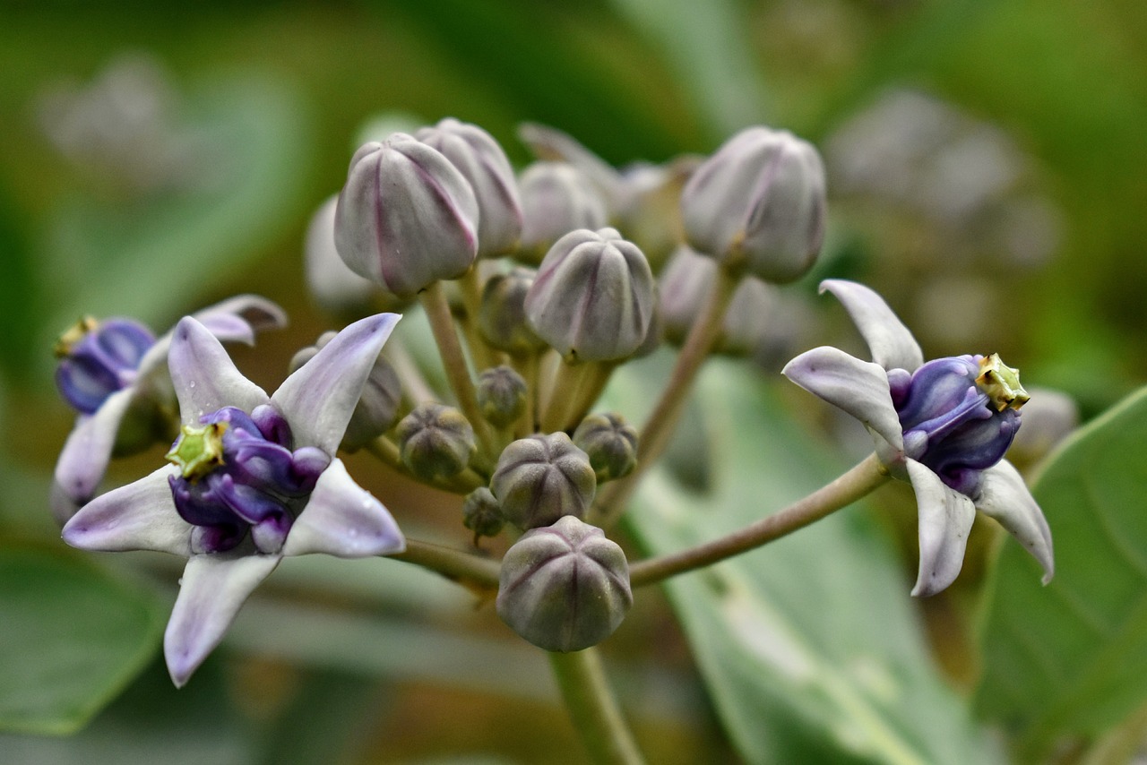 purple pistil star free photo